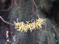 Vilín japonský (Hamamelis japonica)