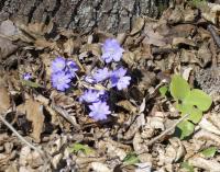 Jaterník podléška (Hepatica nobilis)