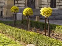 Zlatice prostřední (Forsythia x intermedia)