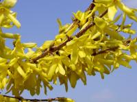 Zlatice prostřední (Forsythia x intermedia)