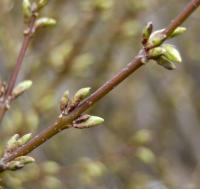 Zlatice prostřední (Forsythia x intermedia)