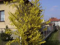 Zlatice prostřední (Forsythia x intermedia)