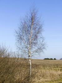 Bříza bělokorá (Betula pendula)