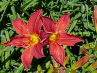 Denivky (Hemerocallis)