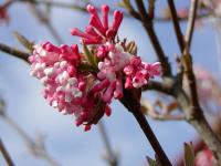 Kalina vonná (Viburnum farreri)