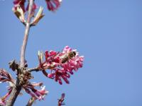 Kalina vonná (Viburnum farreri)