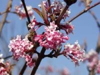 Kalina vonná (Viburnum farreri)