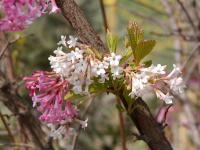 Kalina vonná (Viburnum farreri)