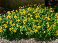 Sasanka pryskyřníkovitá (Anemone ranunculoides)