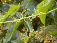 Loubinec pětilistý (Parthenocissus quinquefolia)