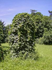 Loubinec pětilistý (Parthenocissus quinquefolia)