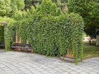 Loubinec pětilistý (Parthenocissus quinquefolia)