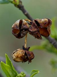 Brslen evropský (Euonymus europaeus)