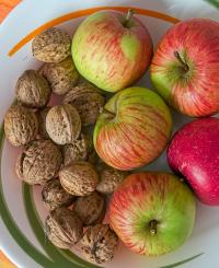 Ořešák královský (Juglans regia)
