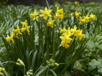 Narcis 'Tete a Tete' - Ostatní narcisy (Narcissus)