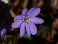 Jaterník podléška (Hepatica nobilis)
