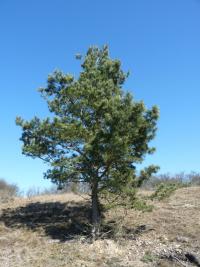 Borovice lesní (Pinus sylvestris)