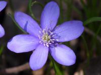 Jaterník podléška (Hepatica nobilis)