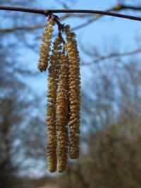 Líska obecná (Corylus avellana)