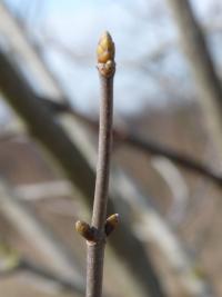 Javor klen (Acer pseudoplatanus)