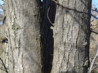 Lípa velkolistá (Tilia platyphyllos)