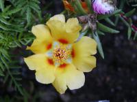 Portulaca grandiflora   portulaka wielkokwiatowa kwiaty