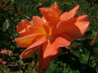 Růže 'Fairy Dance' - Mnohokvěté růže (Rosa)