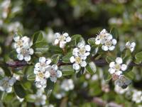 Skalník Dammerův 'Skogholm' (Cotoneaster dammeri)