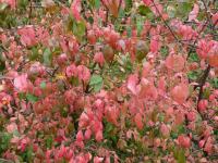Brslen bradavičnatý (Euonymus verrucosus)
