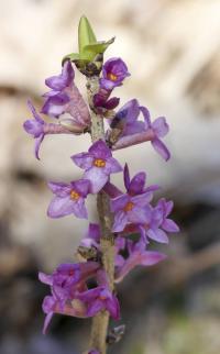 Lýkovec jedovatý (Daphne mezereum)