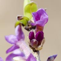 Lýkovec jedovatý (Daphne mezereum)