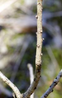 Lýkovec jedovatý (Daphne mezereum)
