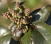 Mahónie cesmínolistá (Mahonia aquifolium)