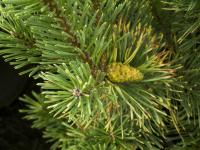 Borovice lesní 'Aurea' (Pinus sylvestris)