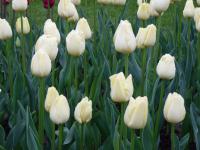 Tulipán 'Maria Kaczynska' - Triumph tulipány (Tulipa)