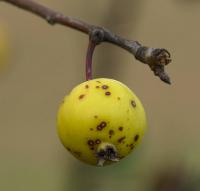 Jabloň lesní (Malus sylvestris)