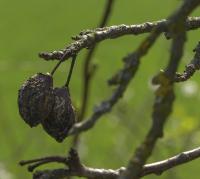 Slivoň švestka (Prunus domestica)