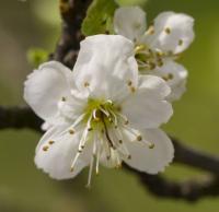 Slivoň švestka (Prunus domestica)