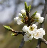 Slivoň švestka (Prunus domestica)