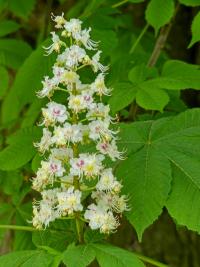 Pagaštan konský (Aesculus hippocastanum)