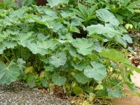Kontryhel měkký (Alchemilla mollis)