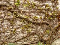 Loubinec trojlaločný 'Veitchii' (Parthenocissus tricuspidata)