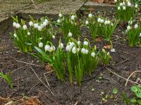 Bledule jarní (Leucojum vernum)