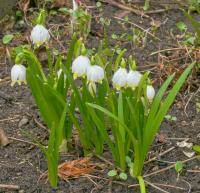 Bledule jarní (Leucojum vernum)
