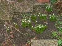 Bledule jarní (Leucojum vernum)