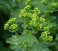 Kontryhel měkký - květy (Alchemilla mollis)