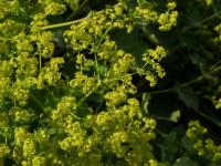Kontryhel měkký (Alchemilla mollis)