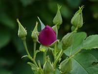 Růže 'Rhapsody in Blue' - Sadové růže (Rosa)