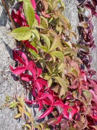 Loubinec pětilistý (Parthenocissus quinquefolia)