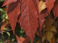 Loubinec pětilistý - detail listu (Parthenocissus quinquefolia)